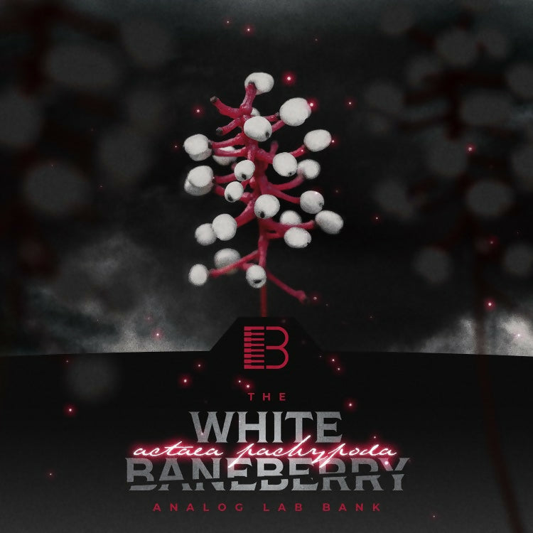 White Baneberry